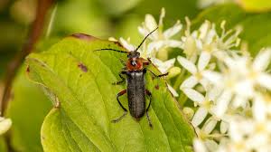 Attēlu rezultāti vaicājumam “Cantharis rustica”