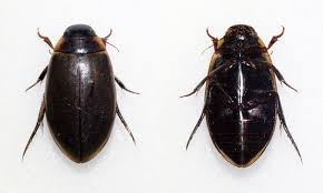 Attēlu rezultāti vaicājumam “Rhantus frontalis”