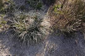 Attēlu rezultāti vaicājumam “Carex ericetorum”