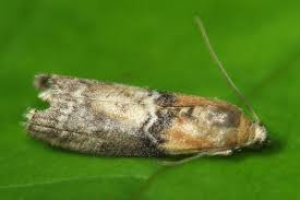 Attēlu rezultāti vaicājumam “Sciota adelphella”