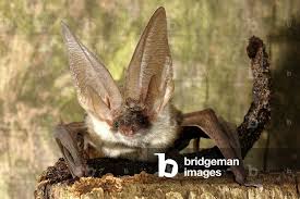 Attēlu rezultāti vaicājumam “Plecotus auritus”