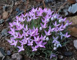 Attēlu rezultāti vaicājumam “Rubiaceae”