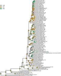 Attēlu rezultāti vaicājumam “Antitrichia curtipendula sporophyte”