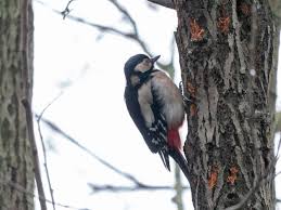 Attēlu rezultāti vaicājumam “Dendrocopos medius”