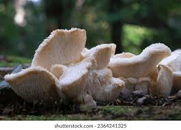 Attēlu rezultāti vaicājumam “Hericium cirrhatum”