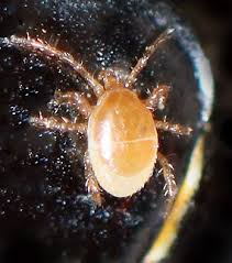 Attēlu rezultāti vaicājumam “Poecilochirus sp.”