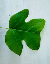 Attēlu rezultāti vaicājumam “Liriodendron tulipifera leaf”