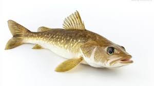 Image result for Boreogadus saida