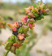 Attēlu rezultāti vaicājumam “Oenothera rubricauli bud”