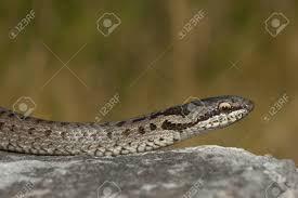 Attēlu rezultāti vaicājumam “Coronella austriaca”