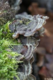 Attēlu rezultāti vaicājumam “Auricularia mesenterica”