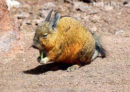 Image result for viscacha
