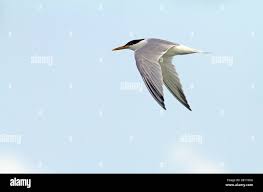 Image result for Sterna acuflavida