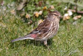 Image result for twite photo