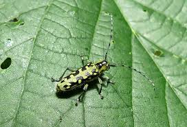 Attēlu rezultāti vaicājumam “Anacampsis blatariella”