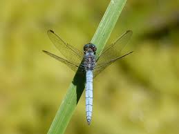 Attēlu rezultāti vaicājumam “Orthetrum brunneum”