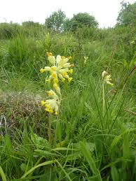 Attēlu rezultāti vaicājumam “Primula veris fruit”