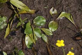 Attēlu rezultāti vaicājumam “Potamogeton gramineus”