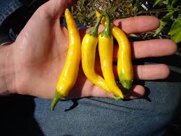 Afbeeldingsresultaat voor thai yellow hot pepper