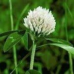 Attēlu rezultāti vaicājumam “Trifolium spadiceum flower”