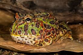 Image result for Ceratophrys ornata