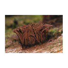 Attēlu rezultāti vaicājumam “Stemonitis splendens stalked”