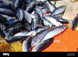 Image result for Euthynnus alletteratus