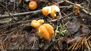 Attēlu rezultāti vaicājumam “Diderma subincarnatum young”