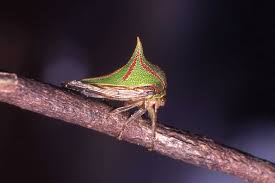 Attēlu rezultāti vaicājumam “Membracidae”