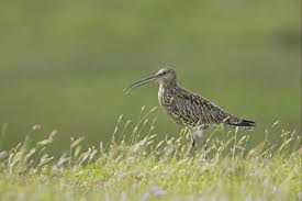 Attēlu rezultāti vaicājumam “Numenius arquata adult”