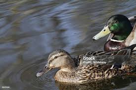 Attēlu rezultāti vaicājumam “Anas platyrhynchos juvenile”