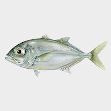 Image result for Caranx hippos