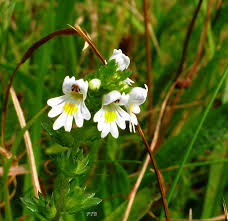 Attēlu rezultāti vaicājumam “Euphrasia”