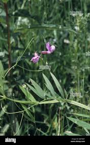 Attēlu rezultāti vaicājumam “Lathyrus palustris flower”