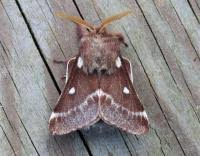 Attēlu rezultāti vaicājumam “Eriogaster lanestris”