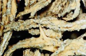 Attēlu rezultāti vaicājumam “Evernia mesomorpha”