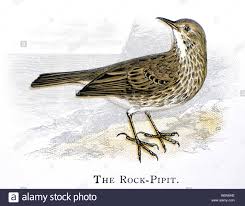 Attēlu rezultāti vaicājumam “Anthus petrosus adult”