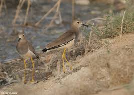 Image result for Vanellus leucurus