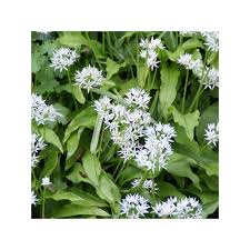 Attēlu rezultāti vaicājumam “Allium ursinum flower”