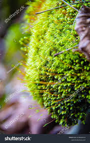 Attēlu rezultāti vaicājumam “Bartramia pomiformis sporophyte”