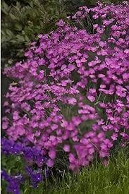 Attēlu rezultāti vaicājumam “Dianthus deltoides flower”