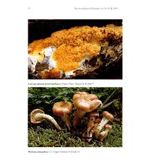 Attēlu rezultāti vaicājumam “Lactarius lygniotus”