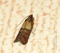 Attēlu rezultāti vaicājumam “Plodia interpunctella”