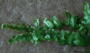 Attēlu rezultāti vaicājumam “Homalia trichomanoides sporophyte”