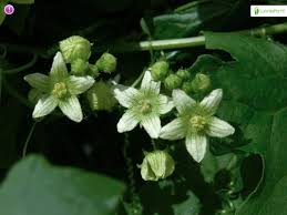 Attēlu rezultāti vaicājumam “Bryonia alba flower”