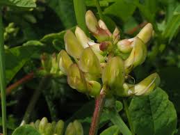 Attēlu rezultāti vaicājumam “Astragalus glycyphyllos fruit”