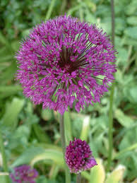 Attēlu rezultāti vaicājumam “Allium holandicum flower”