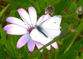 Attēlu rezultāti vaicājumam “Pieris rapae male”