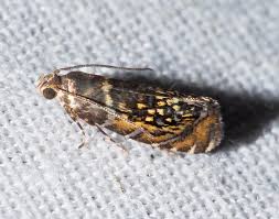 Attēlu rezultāti vaicājumam “Trichia longipalpis macro”