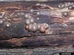 Attēlu rezultāti vaicājumam “Lycogala sp.”